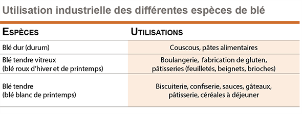 l’épopée du blé 3